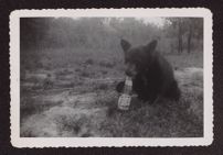 Black bear cub with a Pepsi-Cola bottle